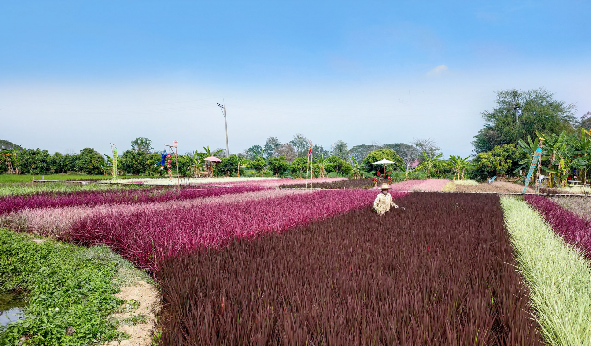 Photo-2_-Farmer-in-the-Rainbow-rice-field22-1.png