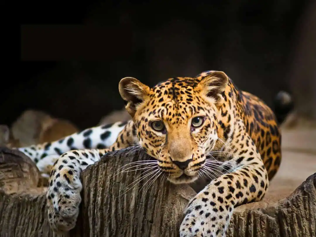 an-indochinese-leopard-laying-down.png