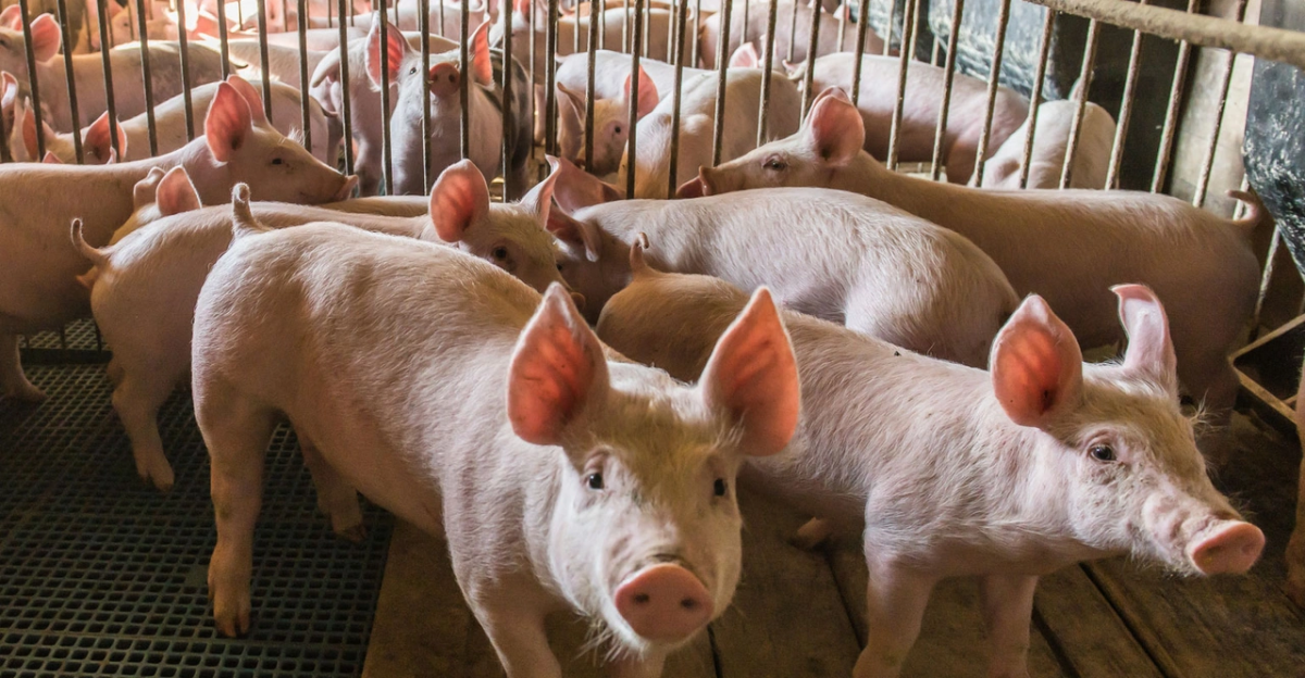 pigs-farms-confinement-GettyImages-1248963859.png