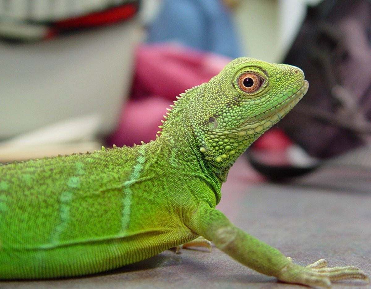 water-dragon-1_orig.jpg