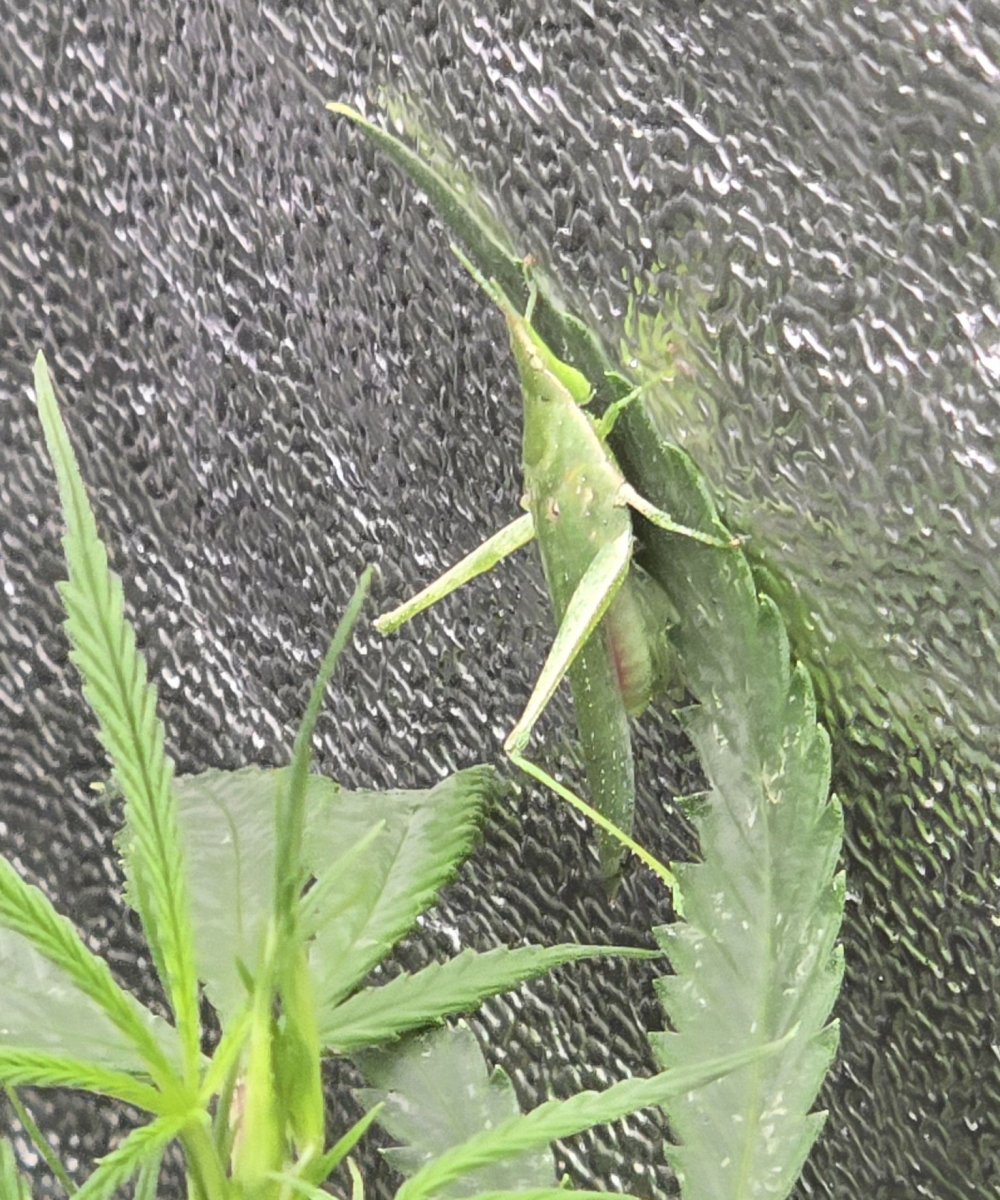 Grasshopper x Ganja.jpg