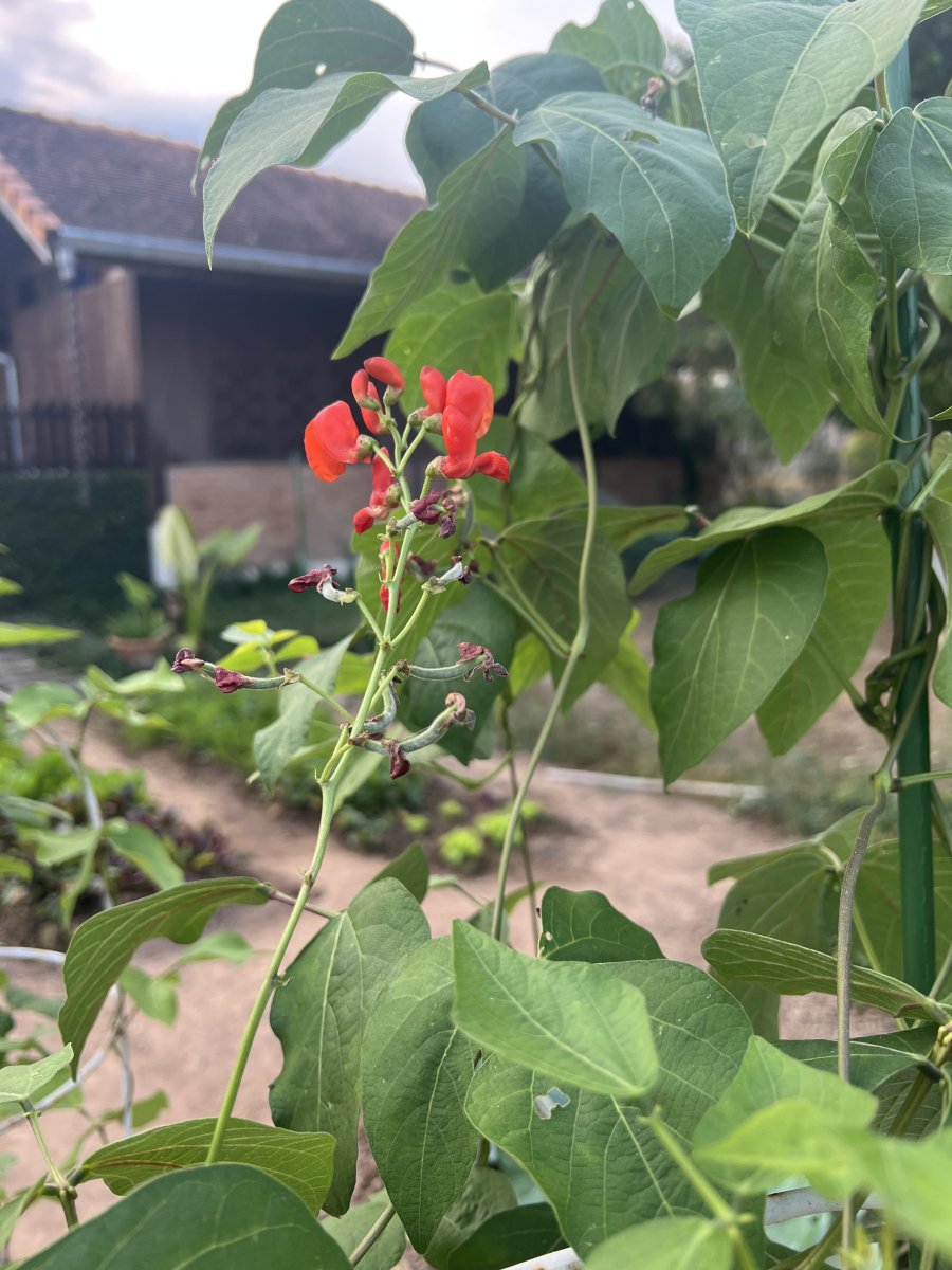 IMG_9033.jpeg