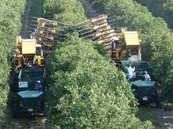 Oranges.jpg.64b475bf150ec950fe193adf3b76588b.jpg