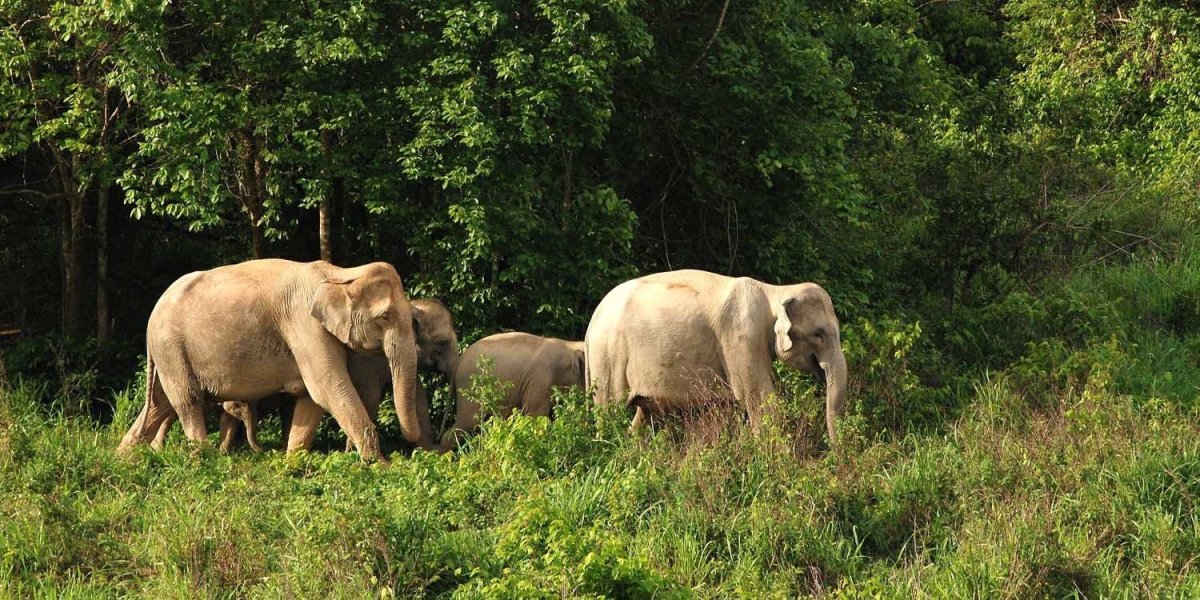 Wild_Elephants_Thailand_1.jpg