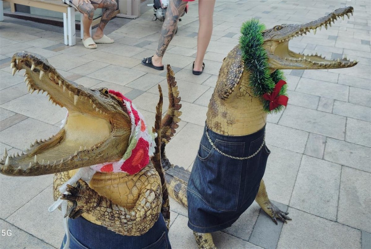 croc.thumb.jpg.aa096a8ce7886d932fcc9f46cc37853d.jpg