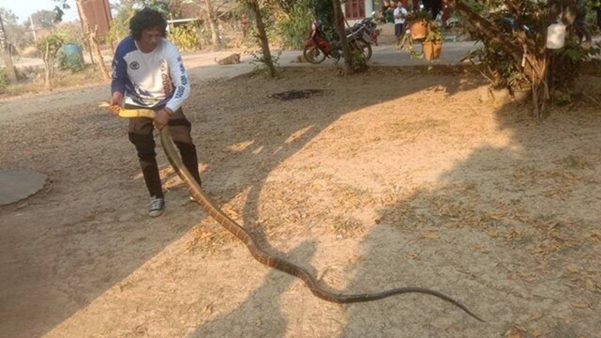 king-cobra.jpg