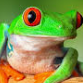 save the frogs