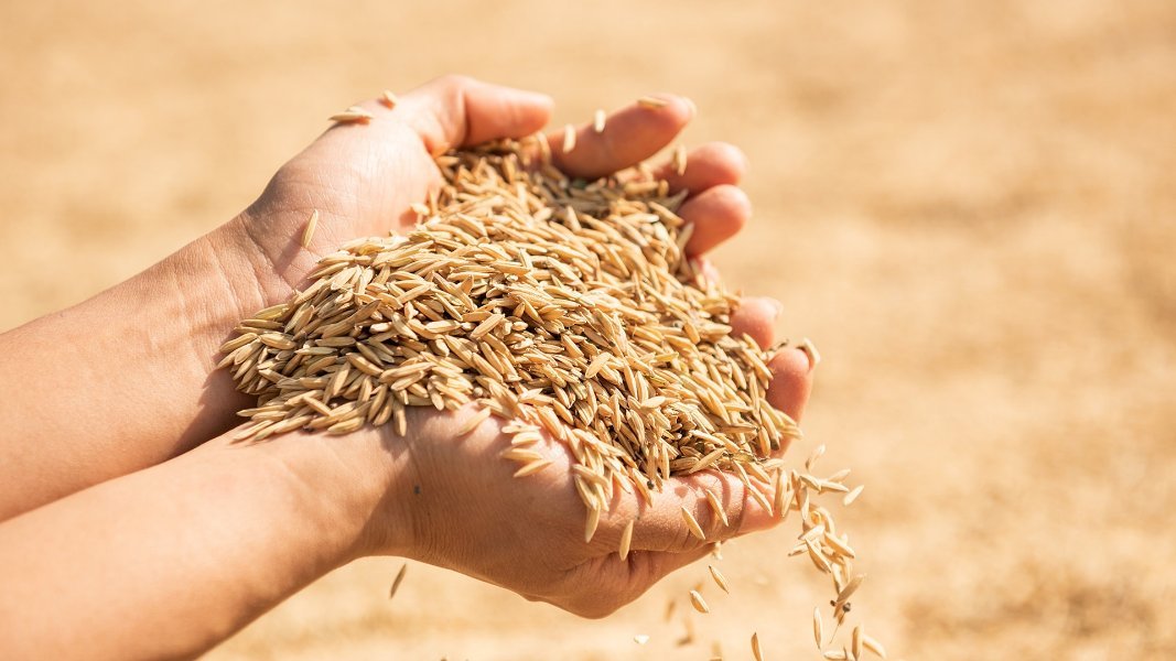 paddy-harvest-golden-yellow-paddy-hand-farmer-carrying-paddy-hand-rice.jpg