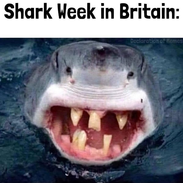 sharkweek.jpg.1656d4fceb74f601cc5e65482d005e61.jpg