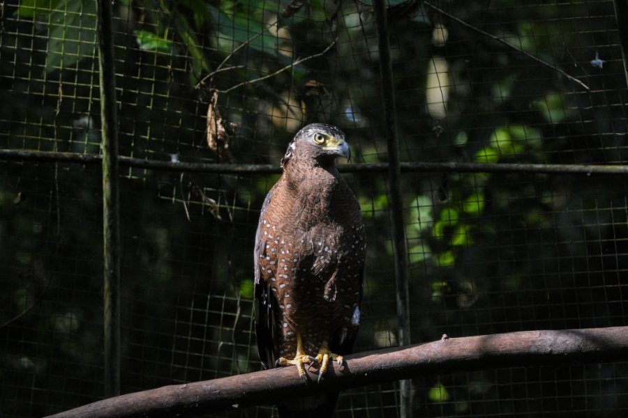 Philippine_serpent_eagle_at_Palawan_Wildlife_Rescue_and_Conservation_Center.jpg