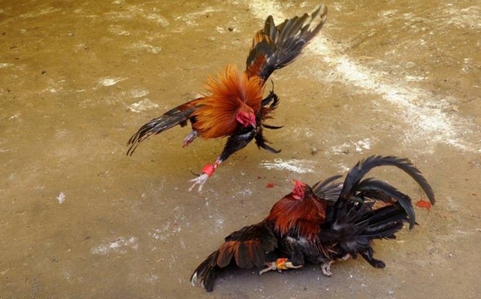 cockfight_2025-07-08_17-55-23.jpg