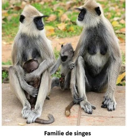 monkeys.jpg.b2c3e88ca0febd9b0d12a393757dbac6.jpg