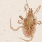 parasitius