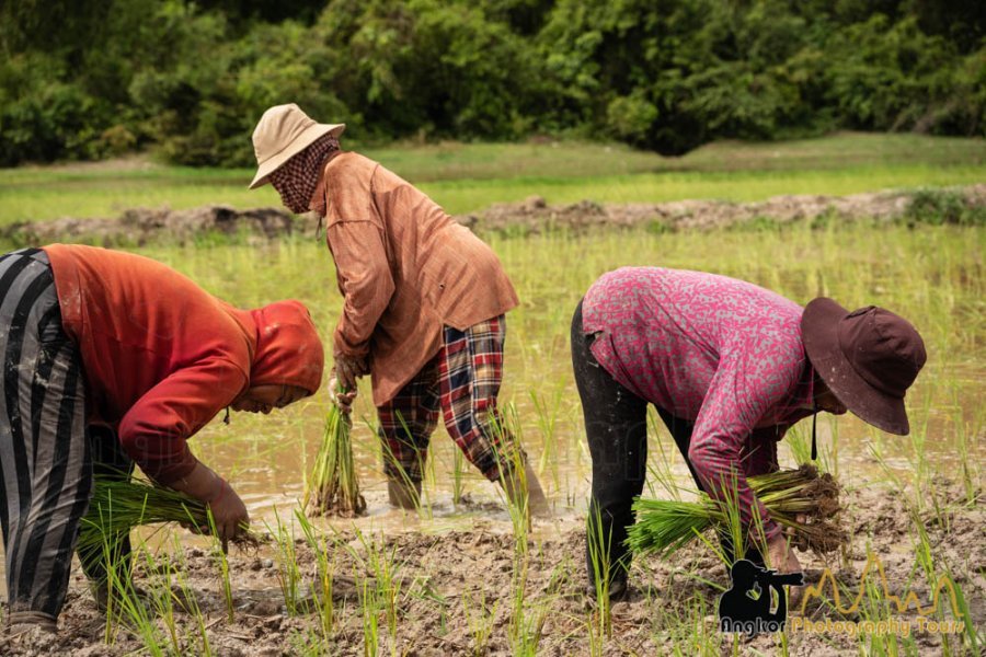 rice-farmers-planting-rice-cambodia.jpg.42efc2d345604282eafc0cf466b24921.jpg