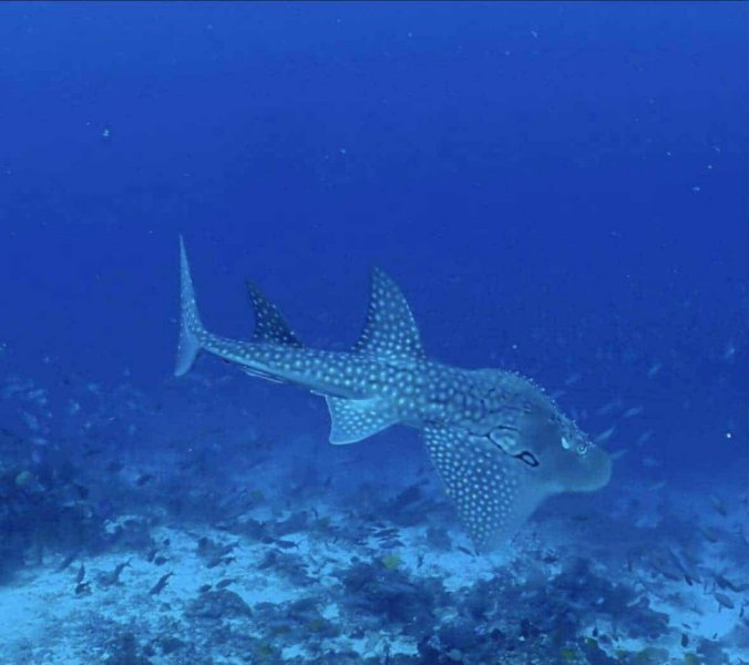 09-29-Bowmouth-Guitarfish-1536x1364.jpeg