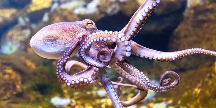 World-Octopus-Day-750x375-620337976.jpg.25cf7d5b28e58746f763466b2a953673.jpg