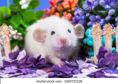 cute-baby-funny-rat-white-260nw-1369725128.webp.d9f018c7d1e6b3189a686e33eccaaadd.webp