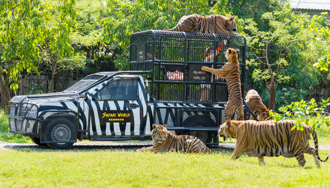 Safari World Predator Zone to Reopen in Bangkok