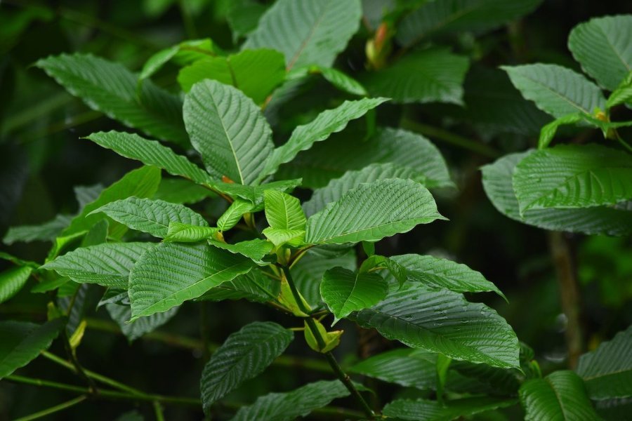 Thailand Bans Kratom Sales Near Schools, Tightens Rules