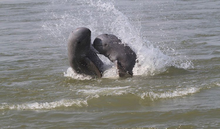Dolphin.jpg.d364a647dcf492a6af5774a55fd66bf7.jpg