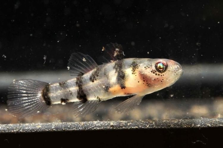 image.jpeg