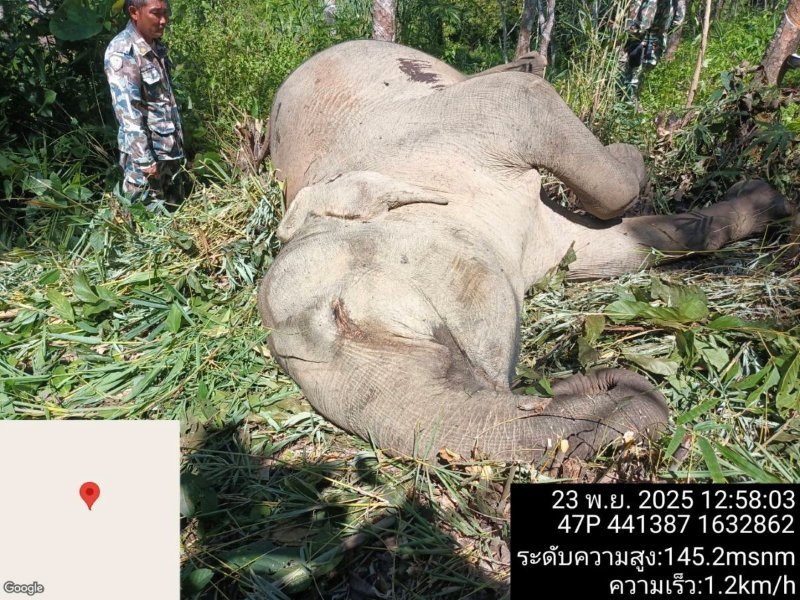 wild-elephant-dead.jpg