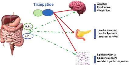 Shows-the-different-mechanisms-of-action-of-Tirzepatide.ppm.png