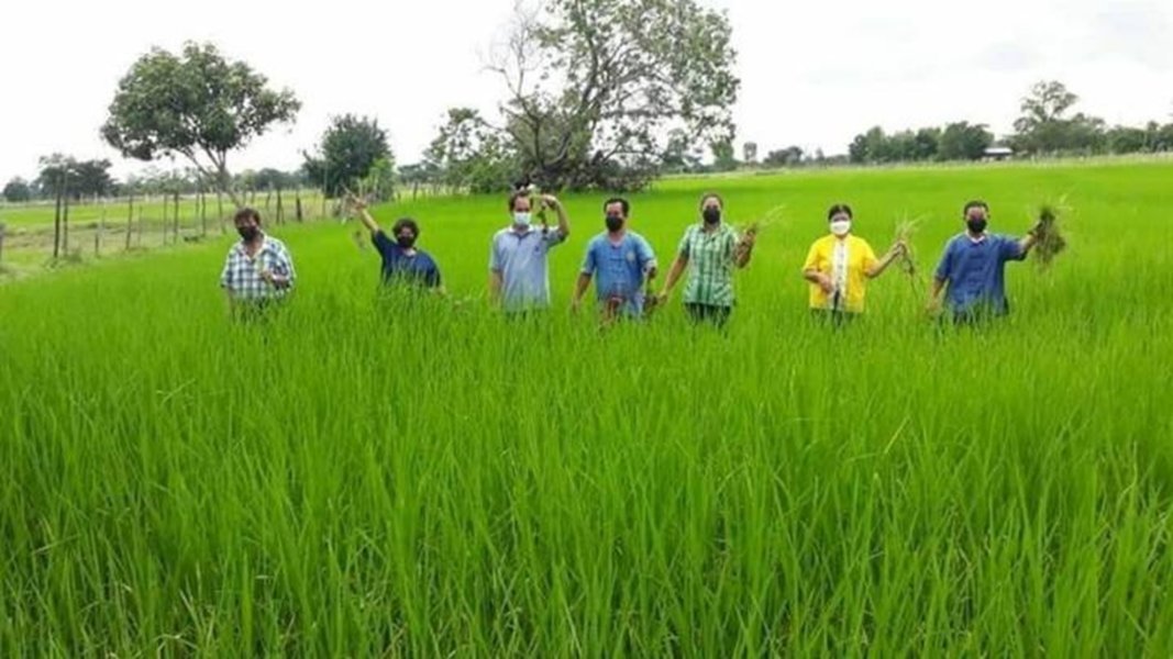 rice105_0418a8603c.jpg