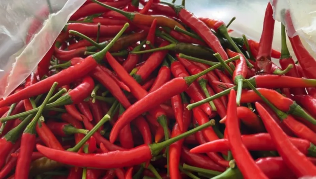 Red-chillis-photo-Amarin-TV.png
