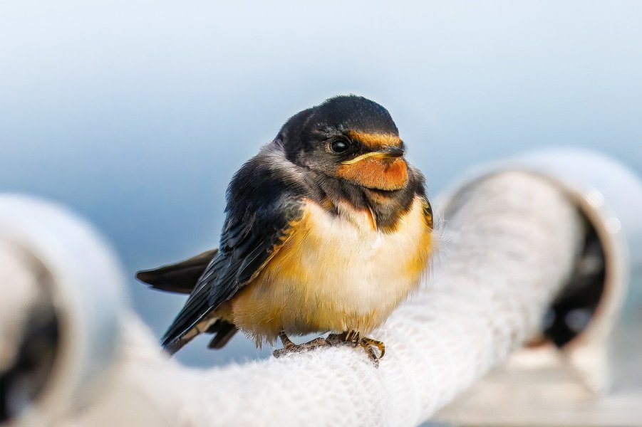 barn-swallow-10043616.jpg