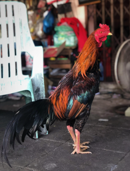 Which bird is most annoying??