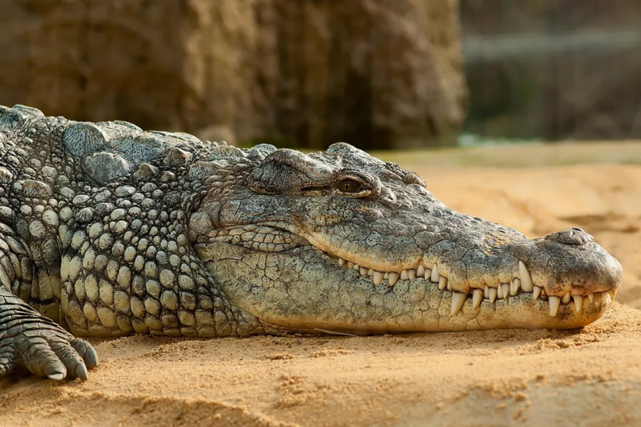 nile-crocodile-245013_1280.png