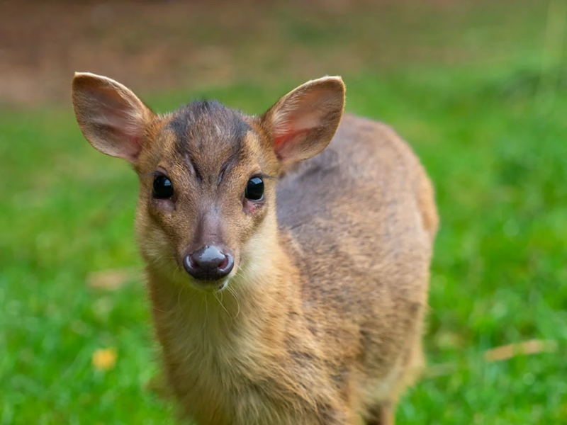 young-munjac-By-Stephan-MorrisWEB.png