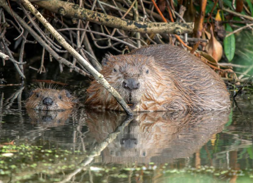Beaver.jpg