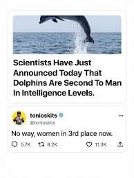 dolphins 2.jpg