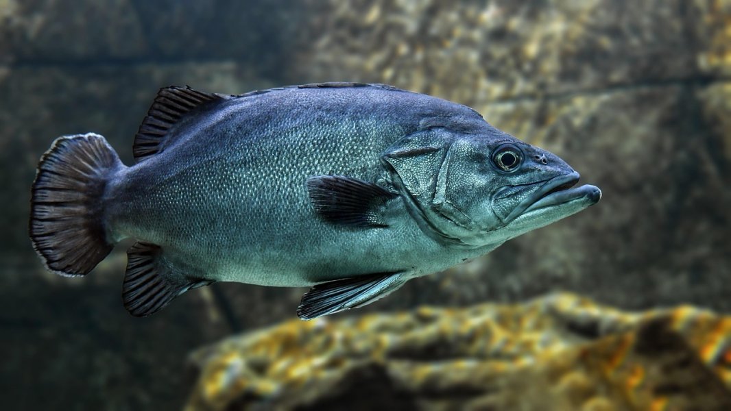fish-3322230_1280.JPG