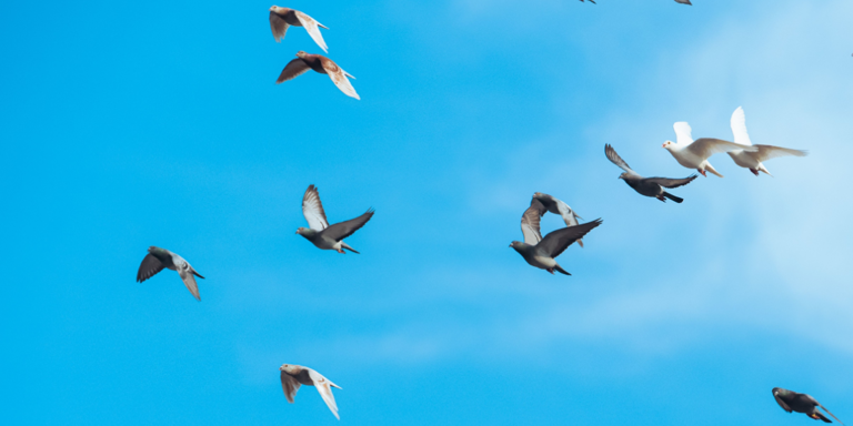 pigeons.png