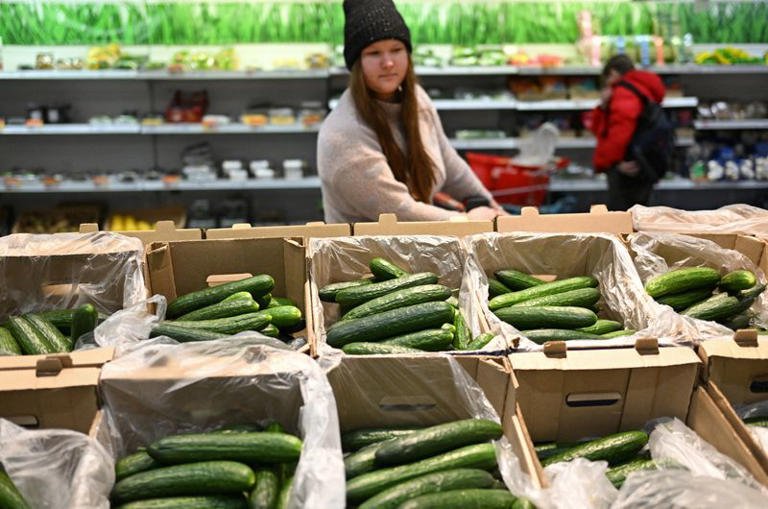 russian cucumber.jpg