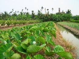thai fARM.jpg