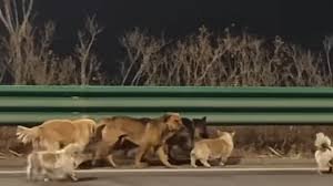 Seven dogs’ daring highway escape stuns China