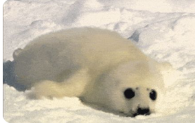 400 Killed, Around 250 Injured In Pakistan Strike On Kabul Hospital: