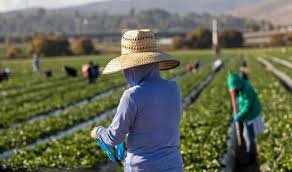 US moves to boost migrant farm labour after raids drain workforce