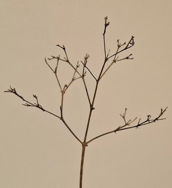 After Aggressive Pruning: Can/will this tree even survive?