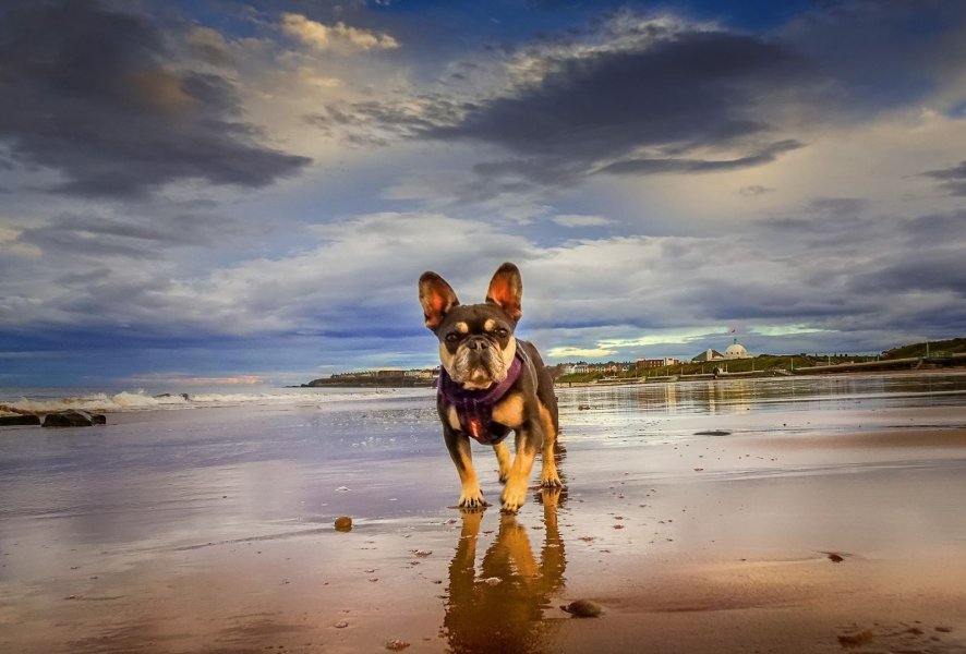 small-dog-beach_2025-11-13_15-58-41.jpg