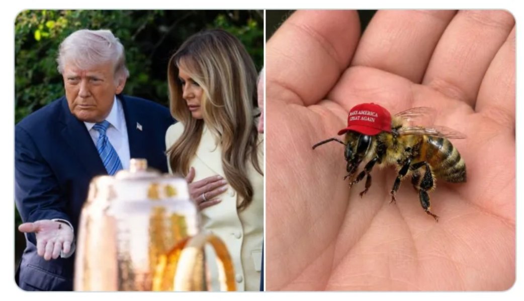 Bee.jpg