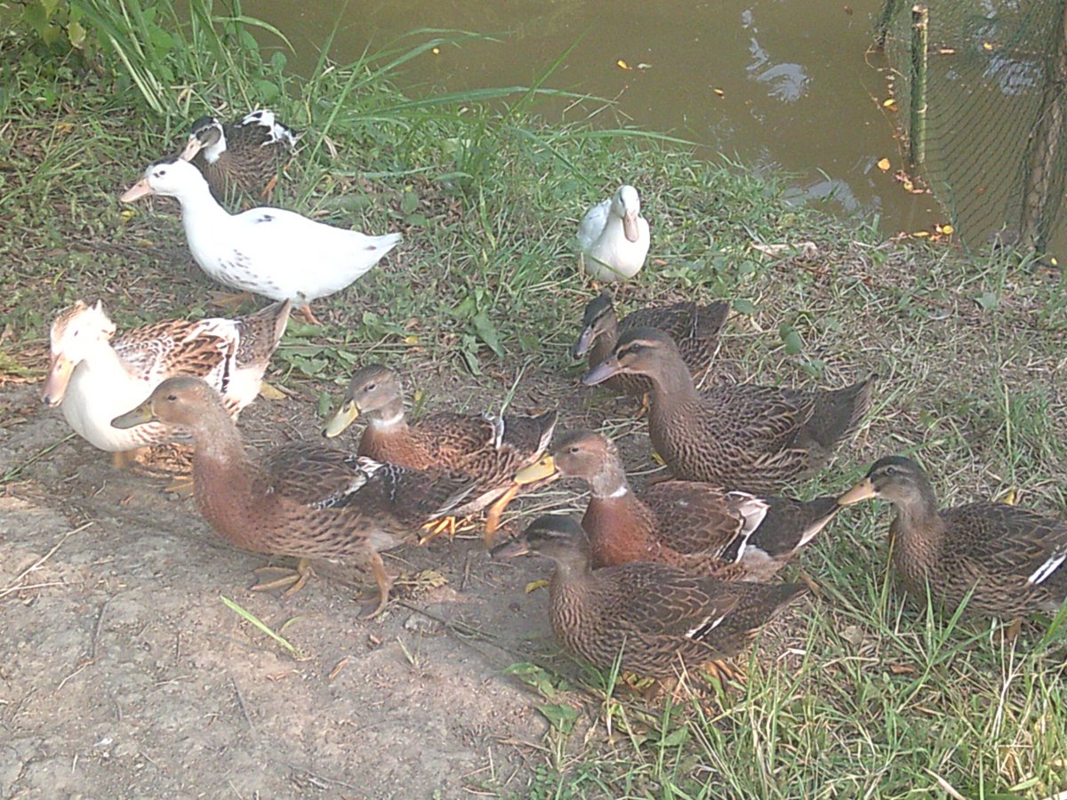 DSCF0002.JPG