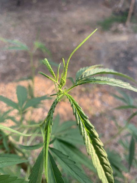 Gemini-3.1 Is Evolving: Can that whippersnapper, Sammy, ever catch up?