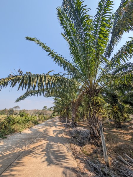 Kancha_031.jpg