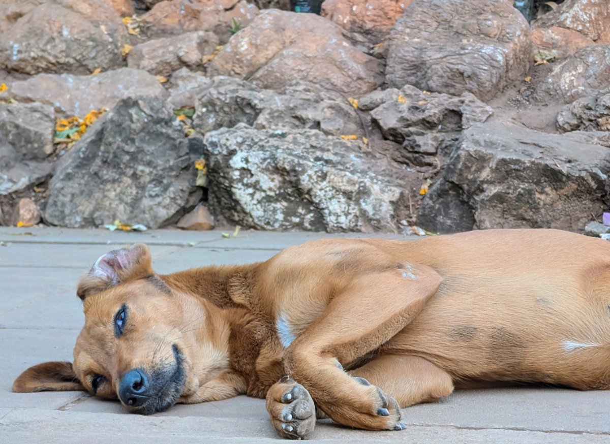 Kancha_035.jpg