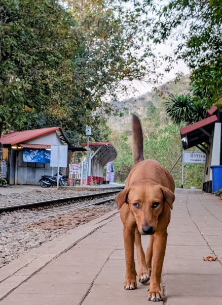 Kancha_037.jpg